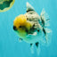 AAA Grade Kirin Oranda Male 6 inches #092526OR_04