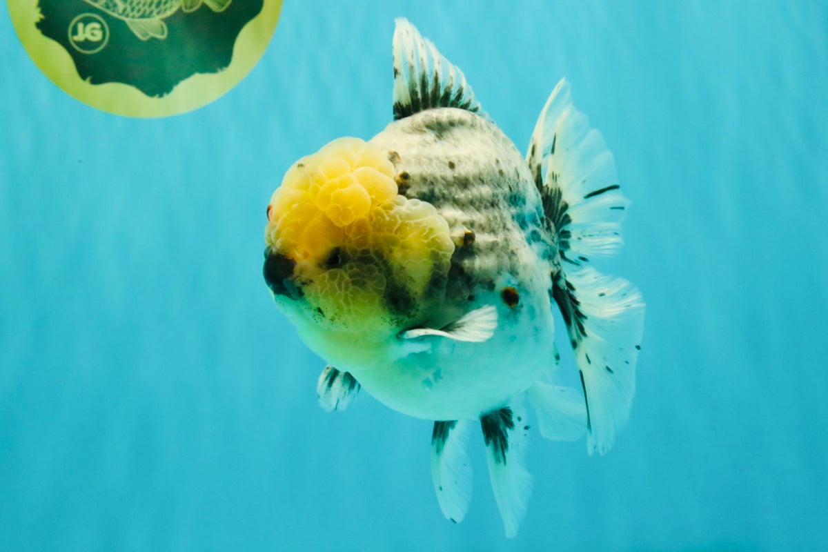 AAA Grade Kirin Oranda Male 6 inches #092526OR_04
