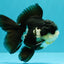 FLUFFY Panda Oranda Male 5 inches #032026OR_11