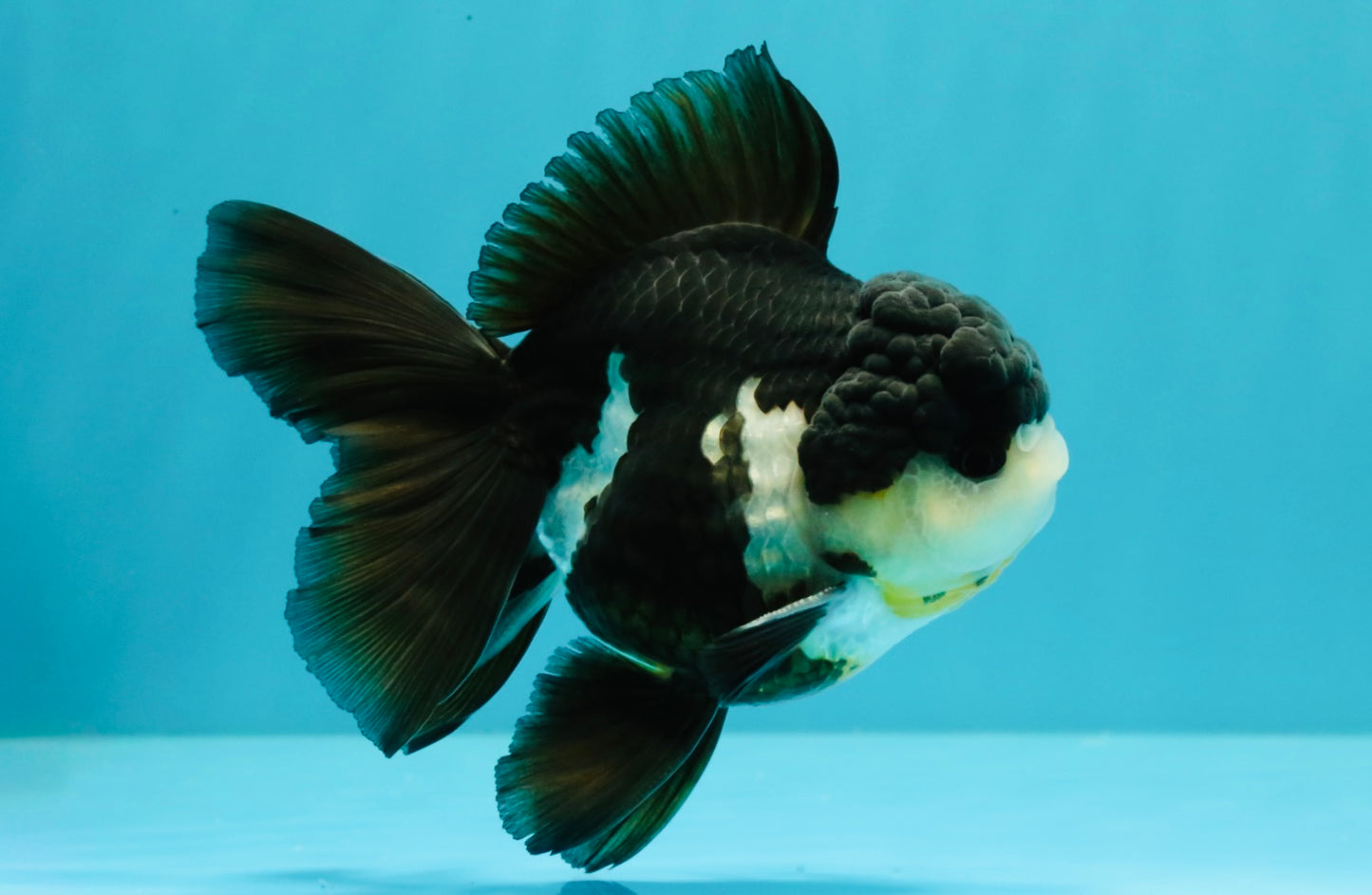FLUFFY Panda Oranda Male 5 inches #032026OR_11