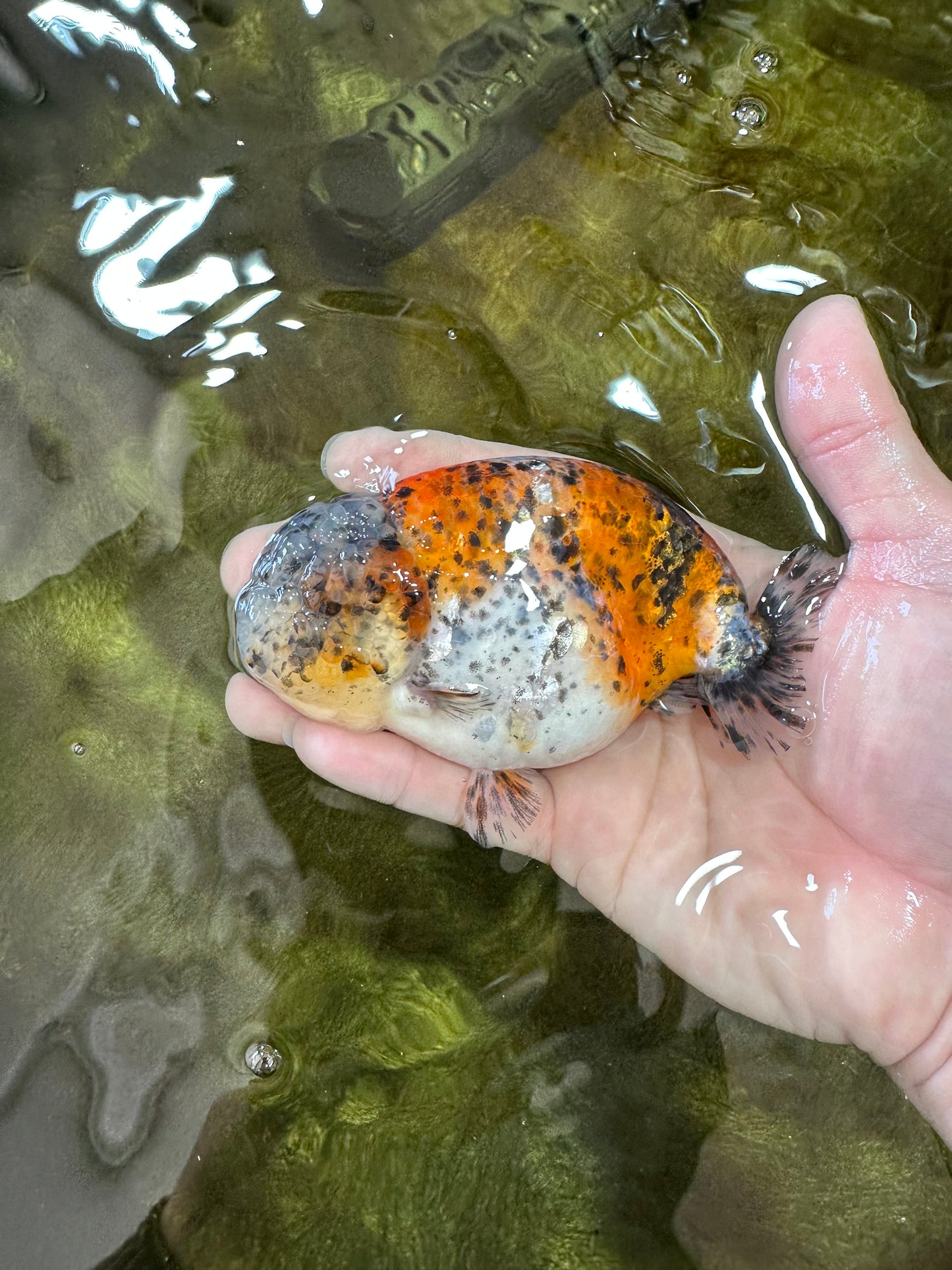 A Grade RARE Pepper Calico LionKing 4.5 inches #051625LC_11