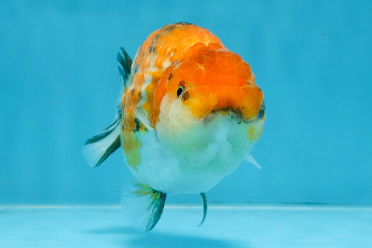 Tricolor Lionchu Female 5 inches #103125LC_16