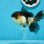 AAA Grade Tricolor Oranda Female 5 inches #0830OR_06