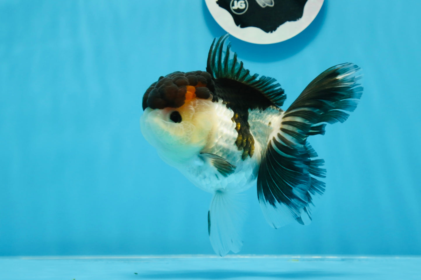 AAA Grade Tricolor Oranda Female 5 inches #0830OR_06