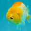 A Grade Orange White LionQueen 5 inches #072426LC_32