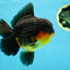 AAA Grade Godzilla Apache Oranda Male 5.5 inches #050925OR_55