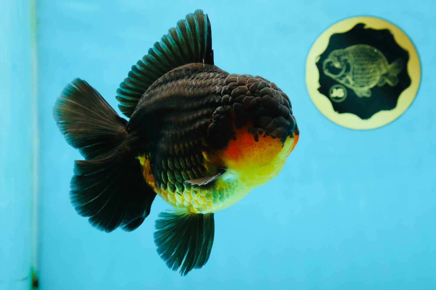 AAA Grade Godzilla Apache Oranda Male 5.5 inches #050925OR_55