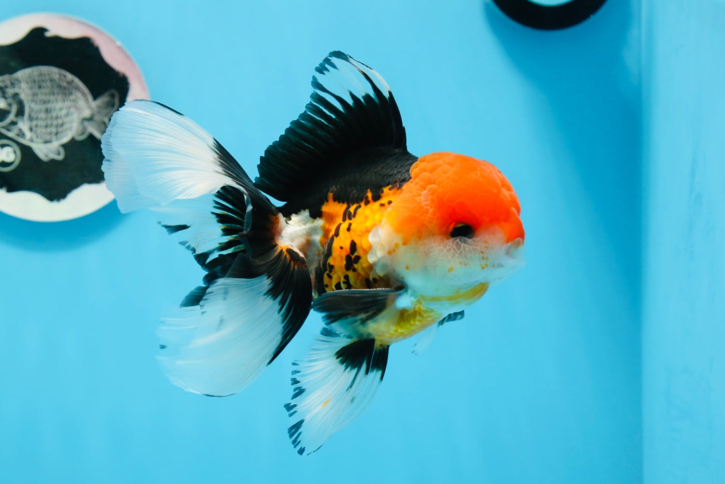 Oranda macho tricolor de grado A de 5 pulgadas n.° 0906OR_29