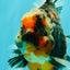 AAA Grade Special Sanke Calico Oranda Female 7 inches #071726OR_04