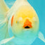 A Grade Lipsticks Red White Oranda Male 6 inches #101626OR_04