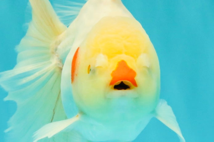 A Grade Lipsticks Red White Oranda Male 6 inches #101626OR_04