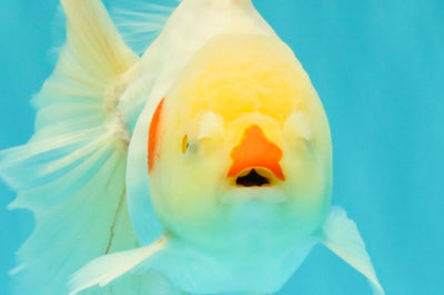 A Grade Lipsticks Red White Oranda Male 6 inches #101626OR_04
