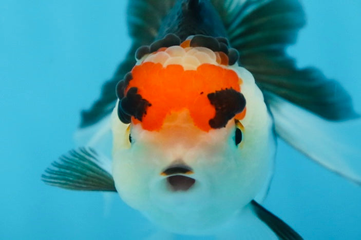 Tricolor Oranda Female 5 inches #091225OR_20