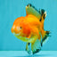 CHUNKY A Grade Red White Oranda Male 5.5-6 inches #042426OR_08