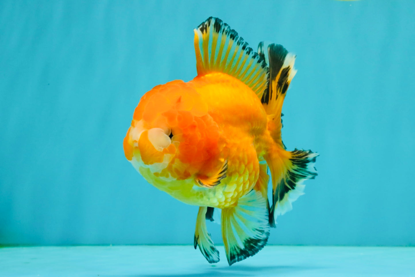 CHUNKY A Grade Red White Oranda Male 5.5-6 inches #042426OR_08