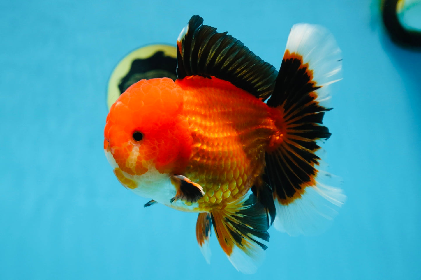 AAA Grade Young Godzilla Apache Oranda Male 6 inches #081525OR_09