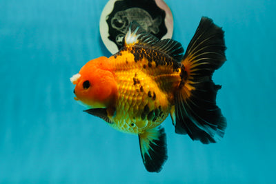 Apache (Black Orange) Pompom Button Eyes  Oranda Female 5.5 inches #110124OR_03