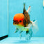 AAA Grade Red Head Tricolor Giant Generation Oranda Male 6 inches #0322OR_14