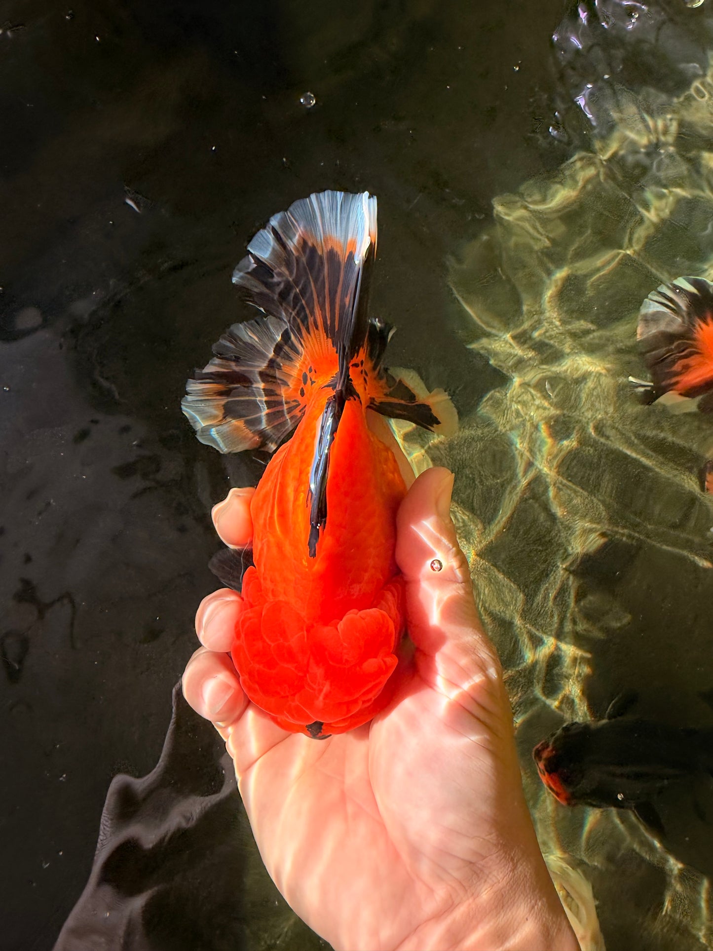 CHARLIE CHAPLIN AAA Grade Apache Oranda Female 5.5-6 inches #030626OR_27