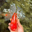 A Grade Red White Oranda Male 6.5 inches #090426OR_14