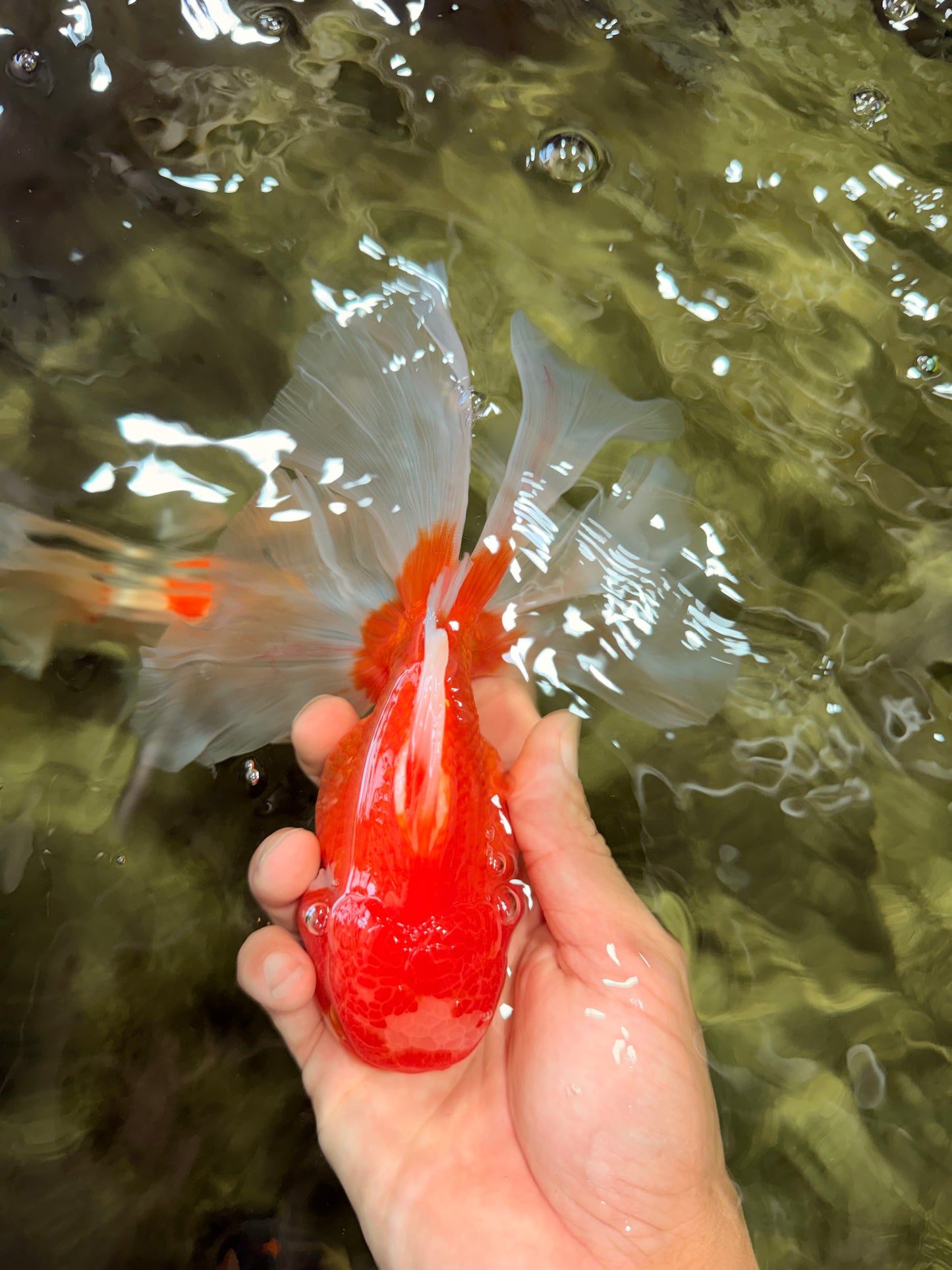 A Grade Red White Oranda Male 6.5 inches #090426OR_14