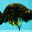 Tiger Ranchu Female 6 inches #100926RC_32