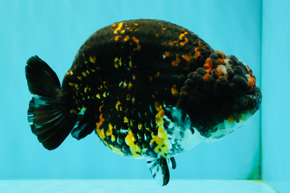 Tiger Ranchu Female 6 inches #100926RC_32