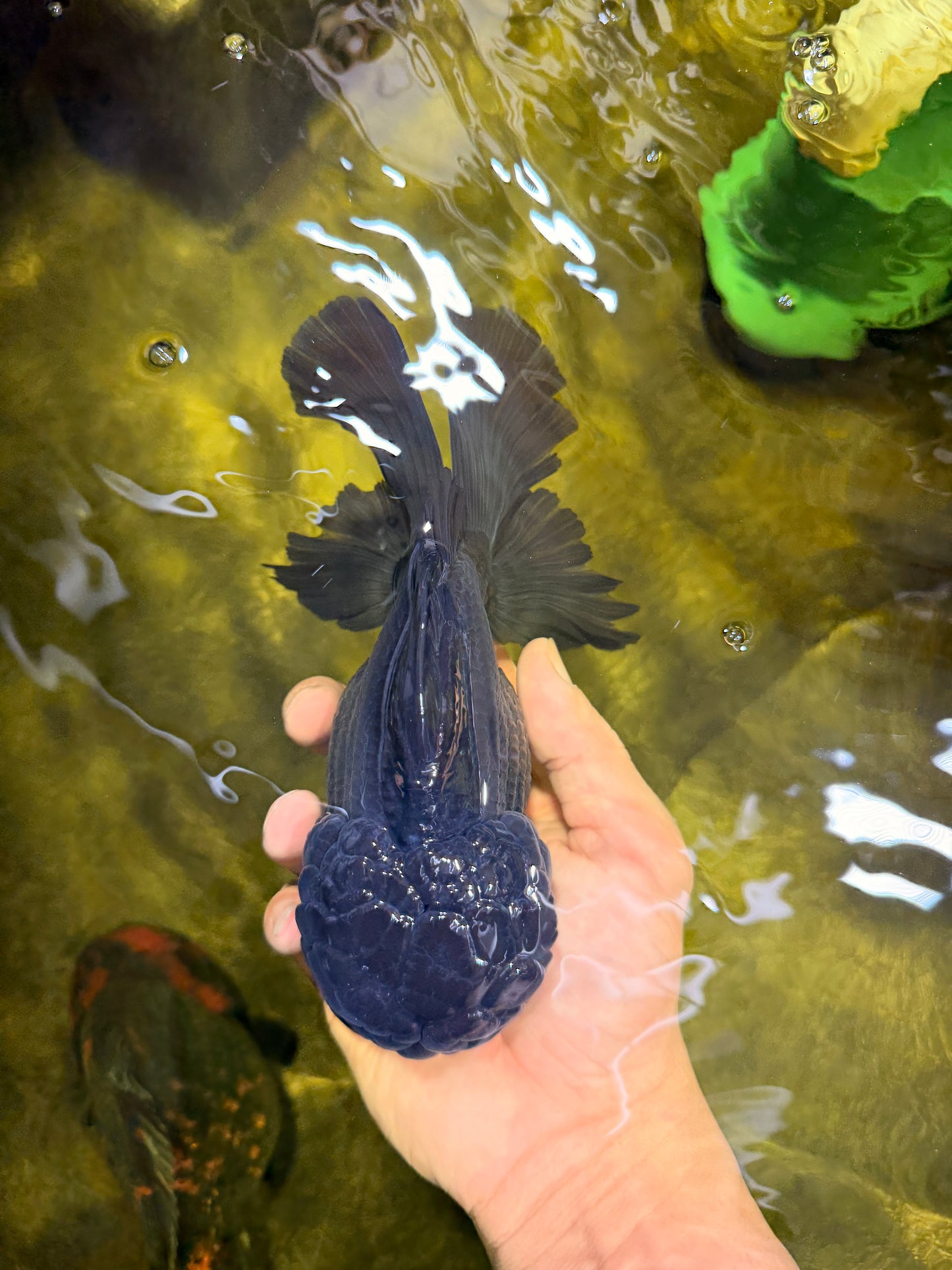 GODZILLA AAA Grade Black Oranda Male 6.5 inches #022026OR_04