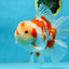 AAA Grade ADORABLE Red White Oranda Male 6 inches #090525OR_08