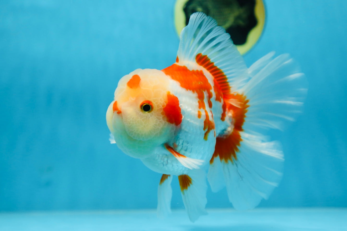 AAA Grade ADORABLE Red White Oranda Male 6 inches #090525OR_08