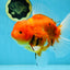 AAA Grade JUMBO Tiger Oranda Female 6-6.5 inches #062025OR_24