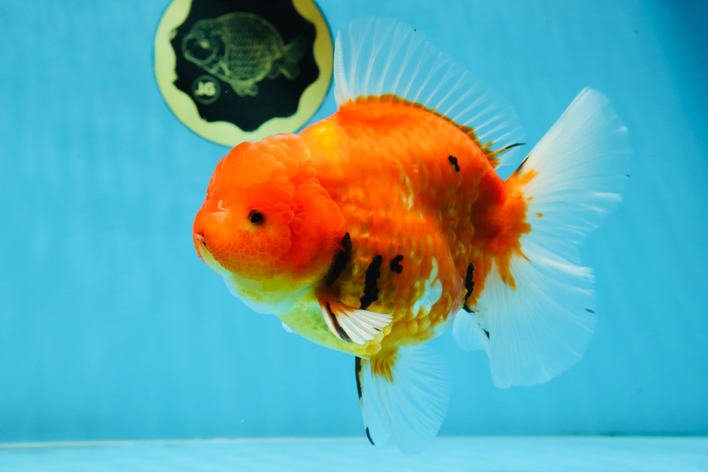 AAA Grade JUMBO Tiger Oranda Female 6-6.5 inches #062025OR_24