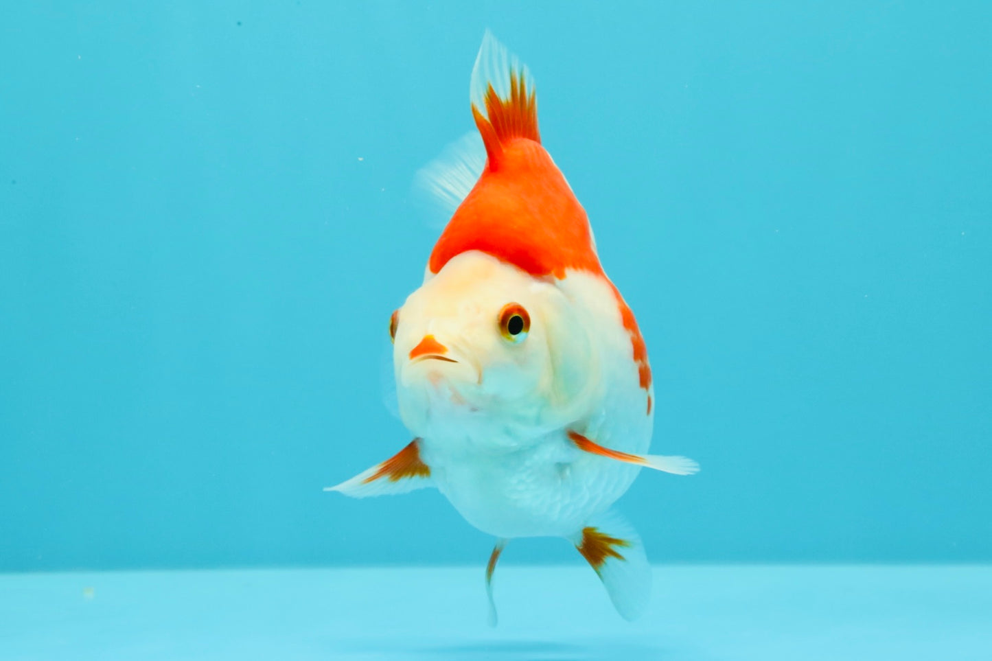 AAA Grade Red White Ryukin Female 4.5 inches #031326RK_31