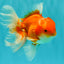 Red White Oranda Male 5.5-6 inches #082826OR_09