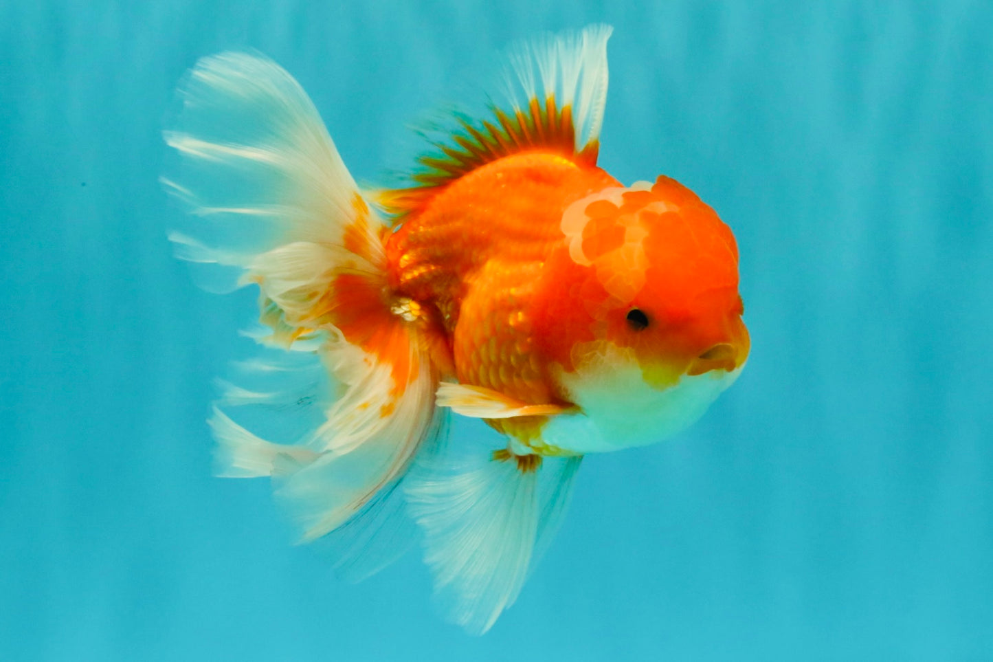 Red White Oranda Male 5.5-6 inches #082826OR_09