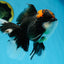 A Grade Lava Head Tricolor Oranda Male 5-5.5 inches #020725OR_31