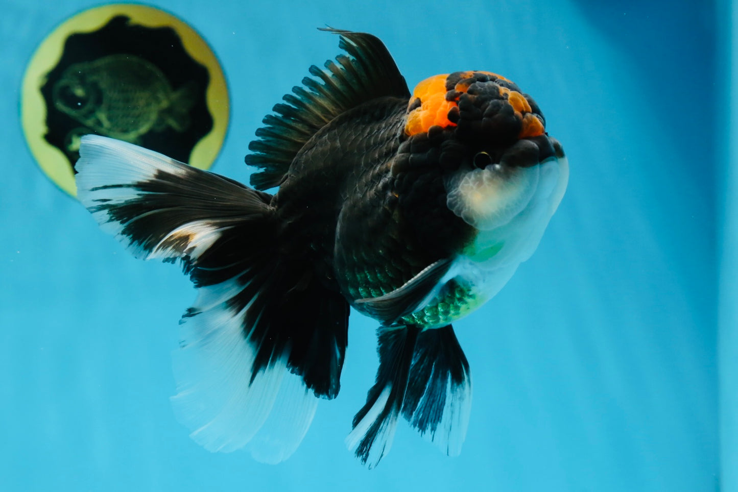 A Grade Lava Head Tricolor Oranda Male 5-5.5 inches #020725OR_31