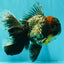 TOOTHLESS A Grade Kirin Oranda Male 6.5 inches #090426OR_01