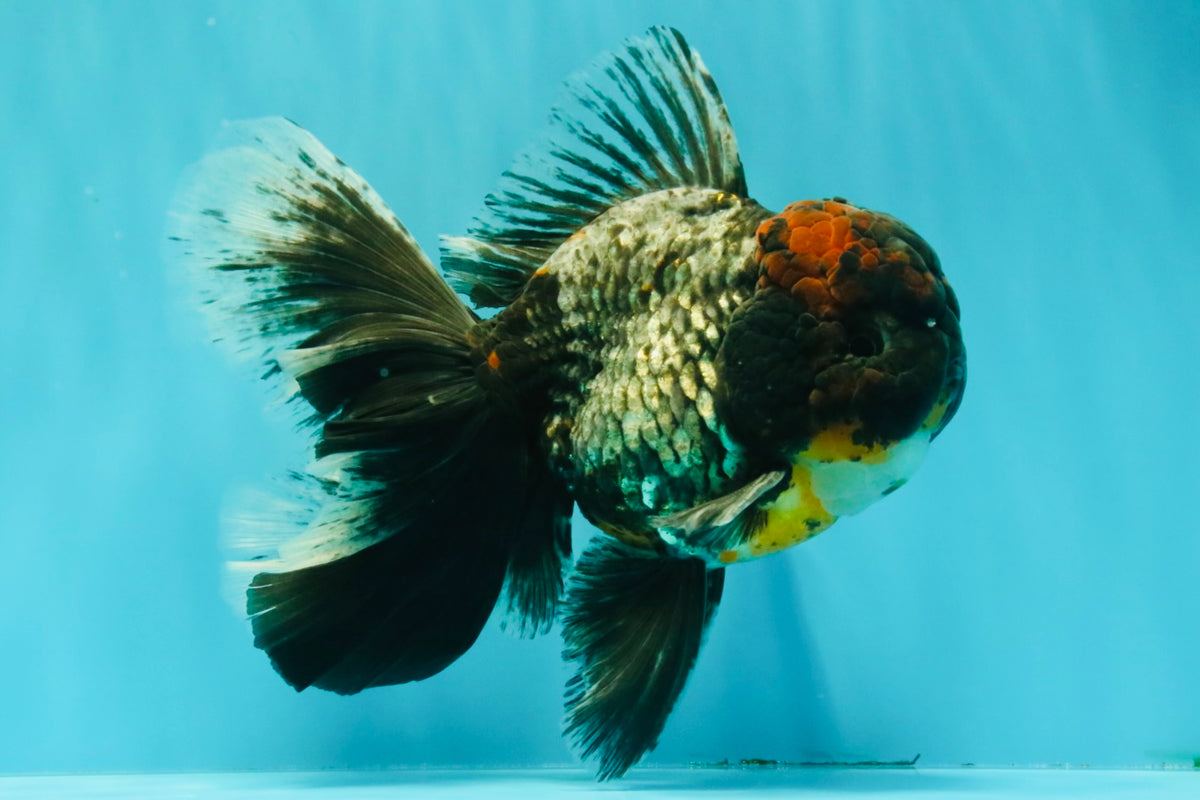 TOOTHLESS A Grade Kirin Oranda Male 6.5 inches #090426OR_01