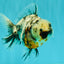 Kirin Oranda Female 6 inches #071726OR_19