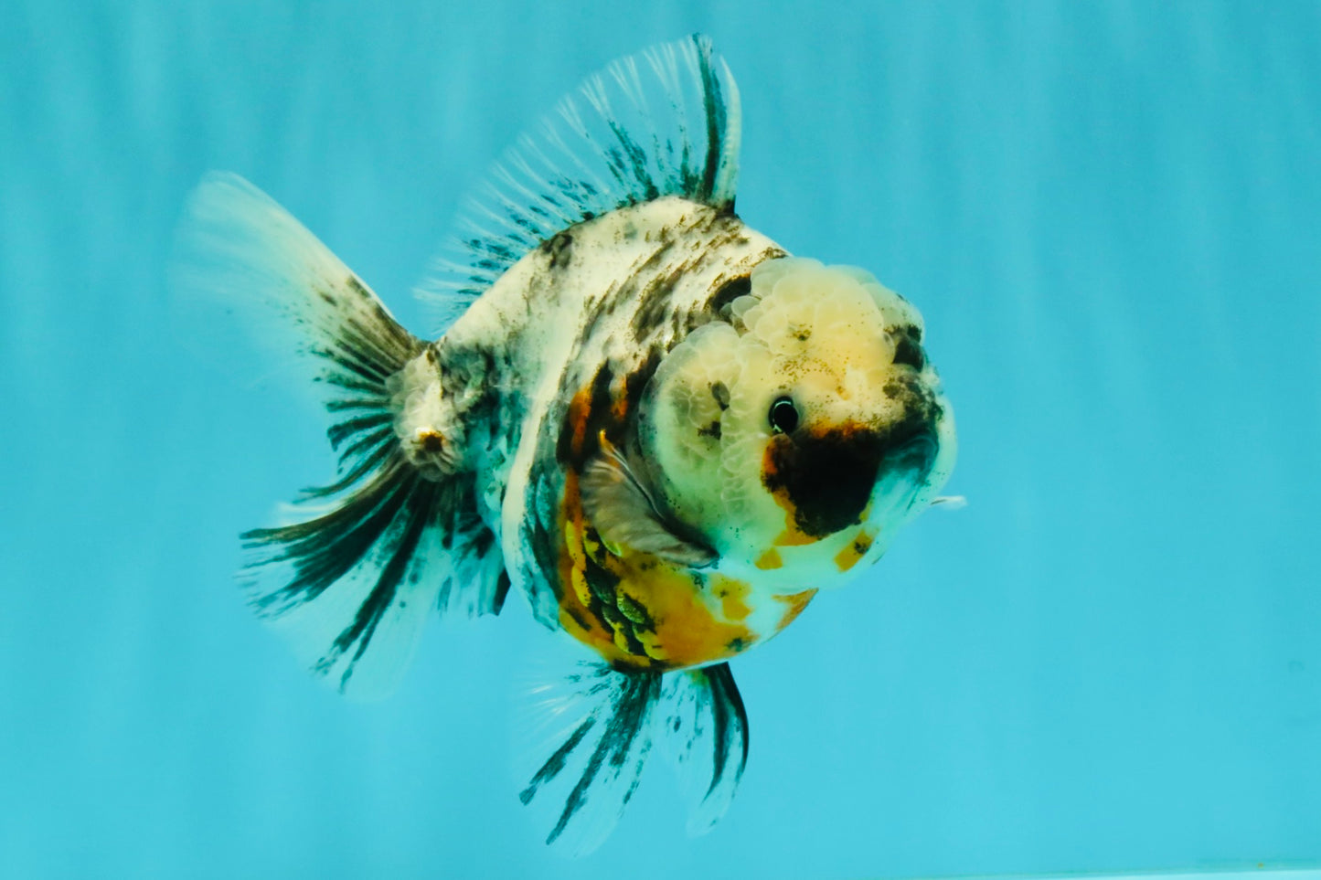 Kirin Oranda Female 6 inches #071726OR_19