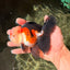 A Grade Tricolor Oranda Male 5-5.5  inches #032726OR_12