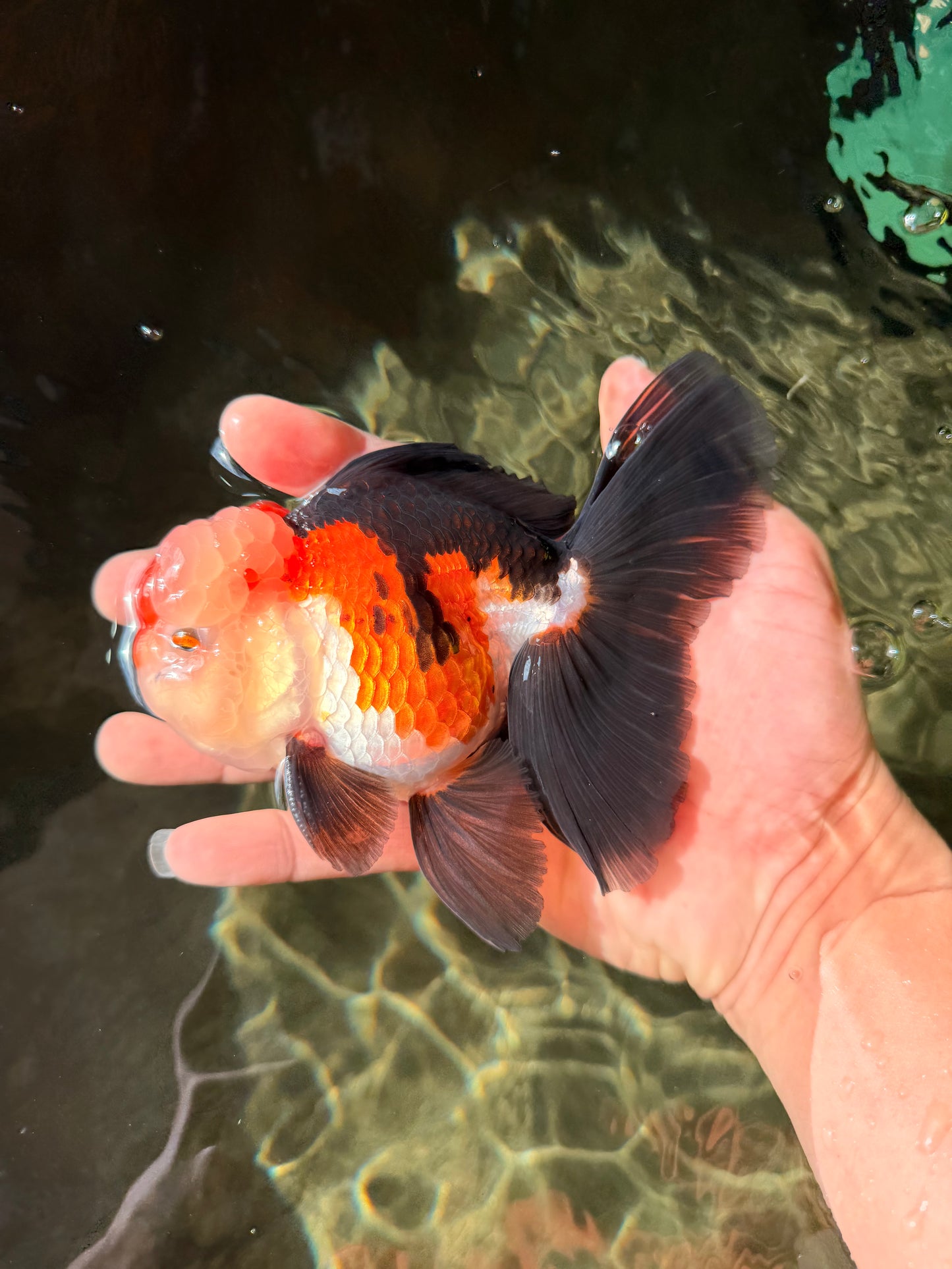 A Grade Tricolor Oranda Male 5-5.5  inches #032726OR_12