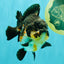 BATMAN AAA Grade Tricolor Yuanbao Male 4.5-5 inches #061926YB_33