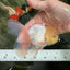 A Grade White Oranda Male 5 inches #060625OR_22