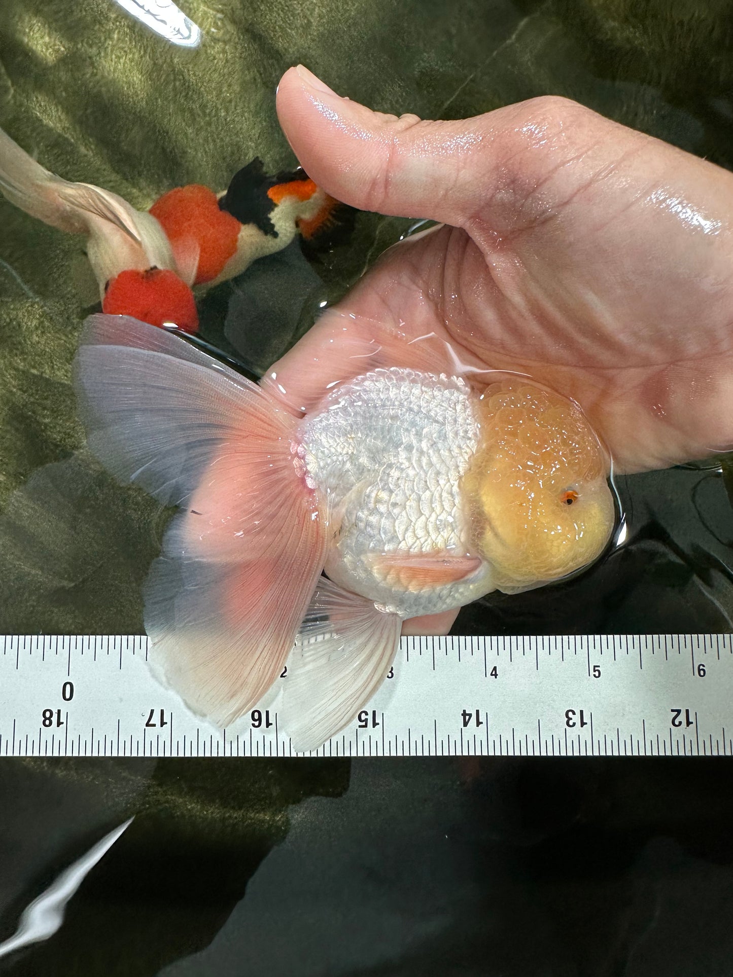 A Grade White Oranda Male 5 inches #060625OR_22