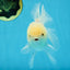 A Grade Snow White Oranda Male 5.5 inches #070425OR_16