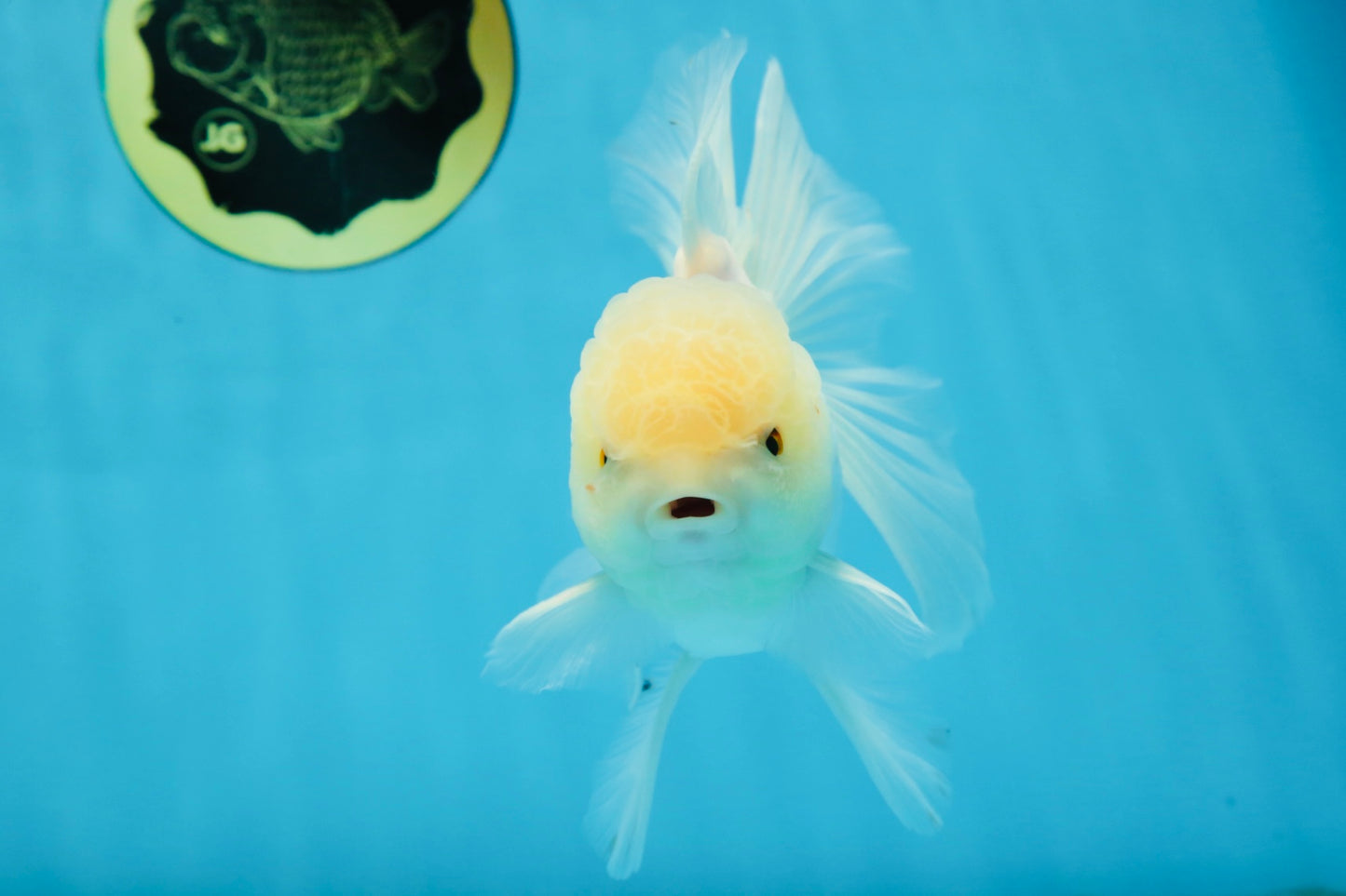 A Grade Snow White Oranda Male 5.5 inches #070425OR_16