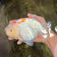 A Grade Polkadot Red White Buffalo Ranchu Male 6 inches #100926RC_29