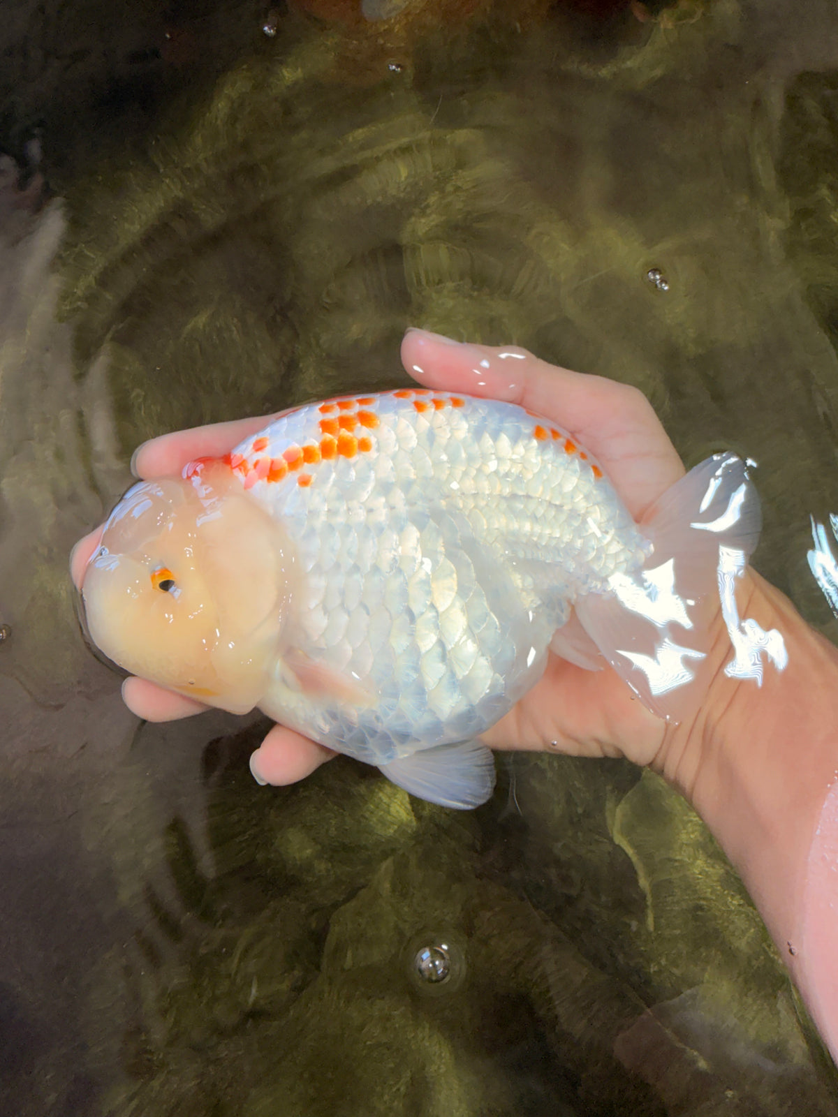 A Grade Polkadot Red White Buffalo Ranchu Male 6 inches #100926RC_29